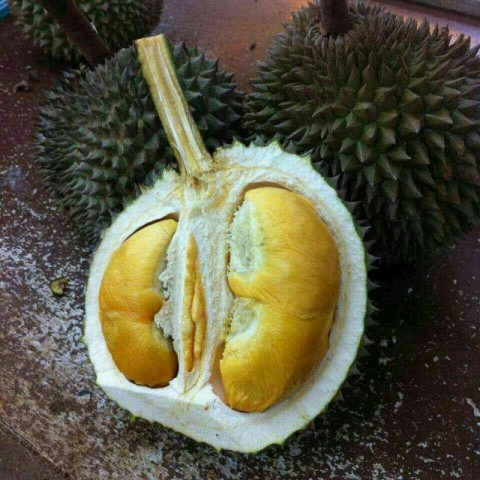 Durian Black thorns 2图2