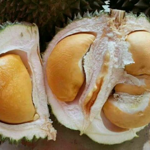 Durian Black thorns red图2