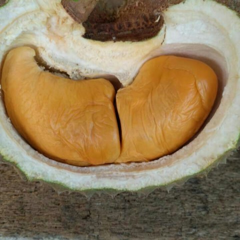 Durian Black thorns red图3