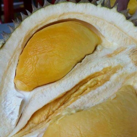 Durian Black thorns图3