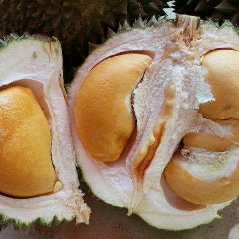 Durian Black thorns图2
